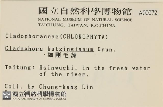 細剛毛藻藏品圖，第2張