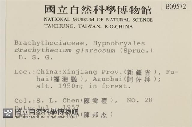 石地青蘚藏品圖，第2張