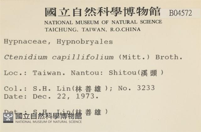 細葉櫛葉蘚, 毛葉梳蘚藏品圖，第2張