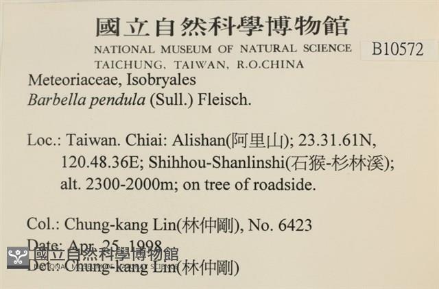 多疣懸蘚藏品圖，第2張