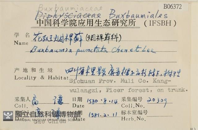 花斑煙桿蘚藏品圖，第2張