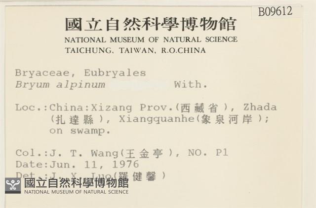 高山真蘚藏品圖，第2張