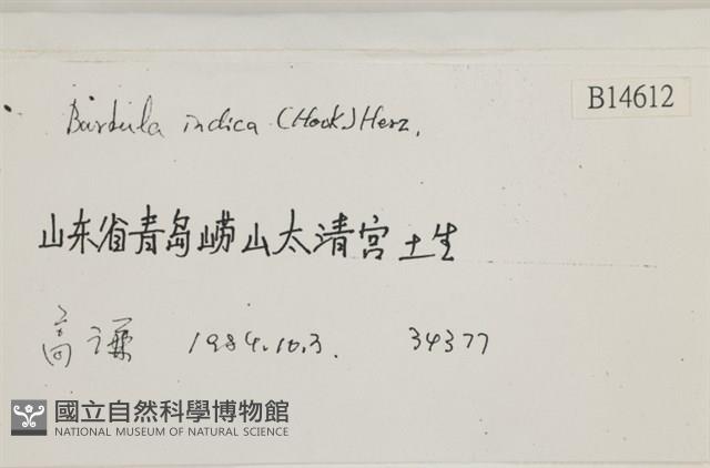 印度扭口蘚藏品圖，第2張