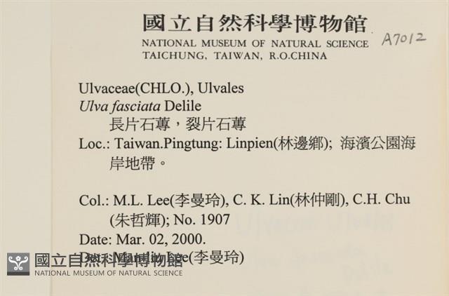 長片石蓴, 裂片石蓴藏品圖，第2張