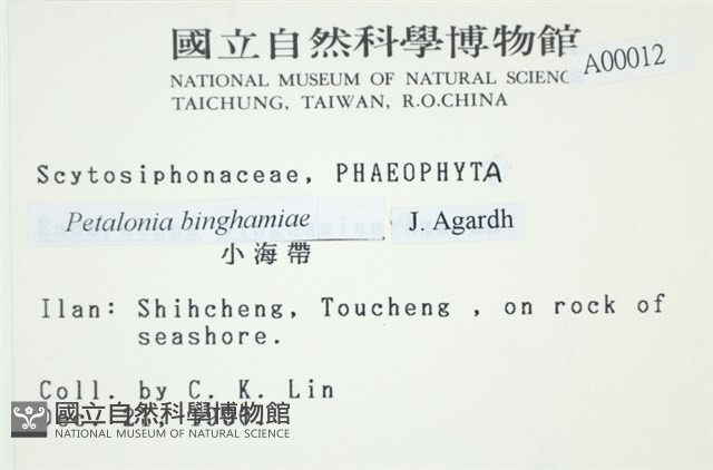 葉苔, 小海帶藏品圖，第2張