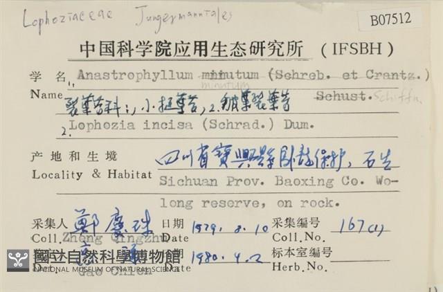 小挺葉苔藏品圖，第2張