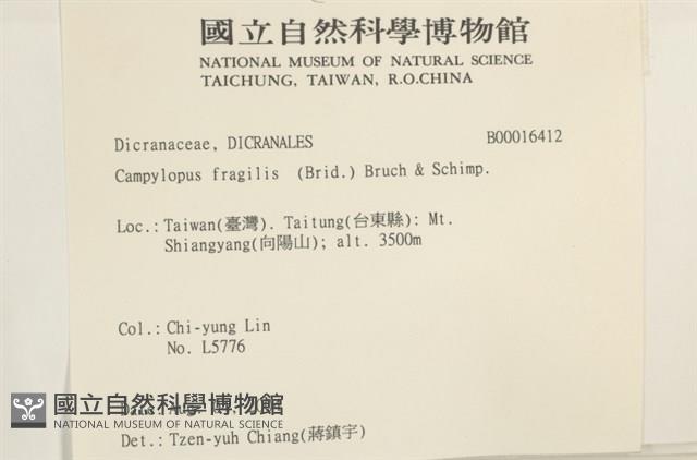 脆枝曲柄蘚藏品圖，第2張