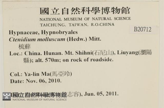 柔軟櫛葉蘚藏品圖，第2張