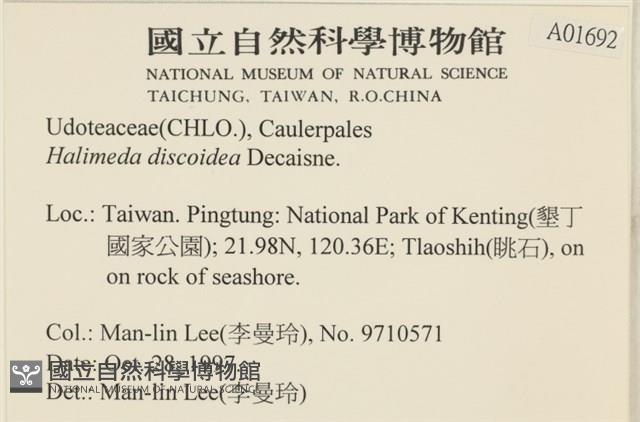 盤狀仙掌藻藏品圖，第2張