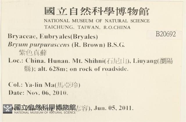 紫色真蘚藏品圖，第2張