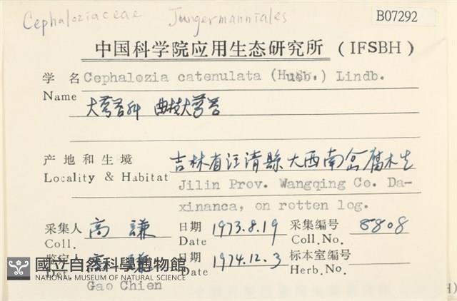 曲枝大萼苔藏品圖，第2張