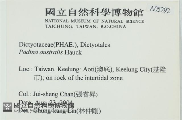 南方團扇藻藏品圖，第2張