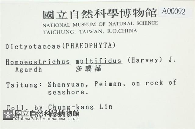 多扇藻藏品圖，第2張