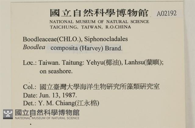 布氏藻藏品圖，第2張