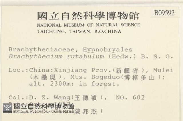 卵葉青蘚藏品圖，第2張