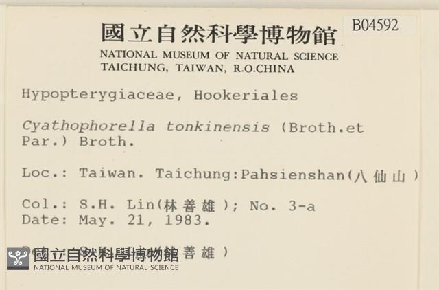 粗齒雉尾蘚藏品圖，第2張