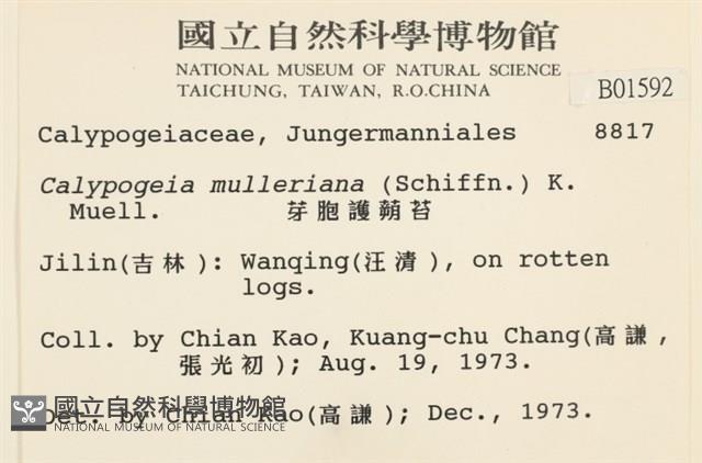 芽胞護蒴苔藏品圖，第2張