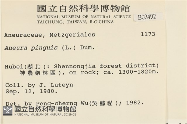 綠片苔藏品圖，第2張