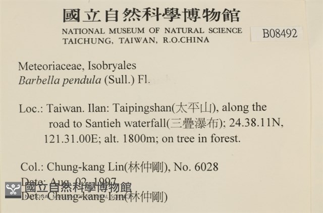 多疣懸蘚藏品圖，第2張