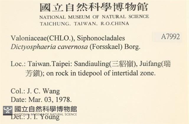 網球藻藏品圖，第2張