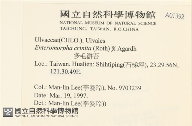 多毛滸苔藏品圖，第2張