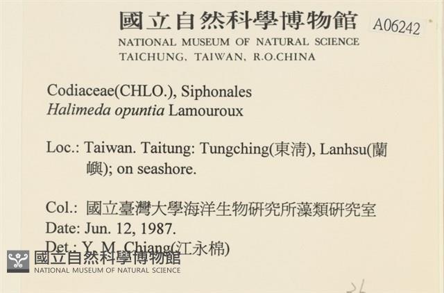 仙掌藻, 海仙人掌藏品圖，第2張