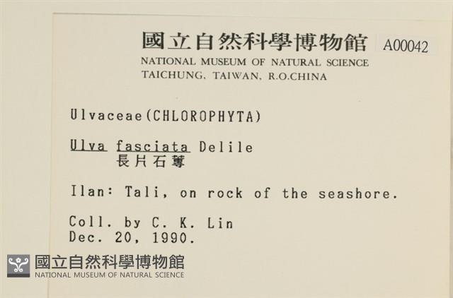 長片石蓴, 裂片石蓴藏品圖，第2張