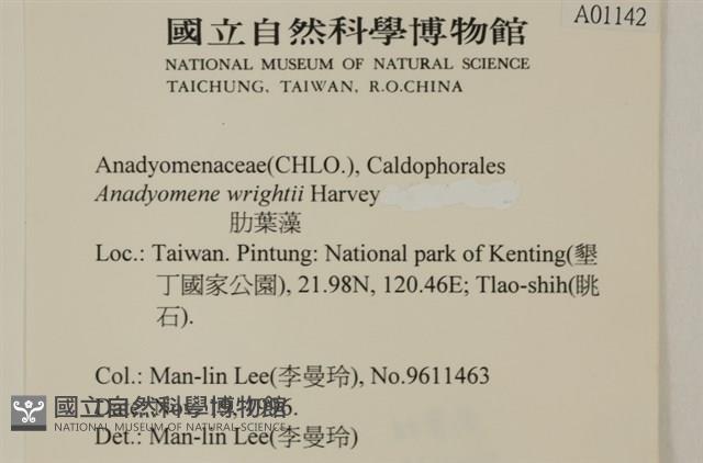 浮網藻, 肋葉藻藏品圖，第2張