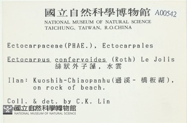 絲狀外子藻, 水雲藏品圖，第2張
