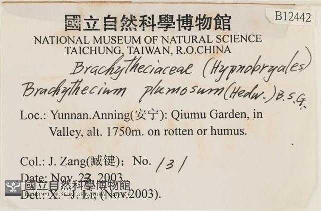 羽枝青蘚藏品圖，第2張