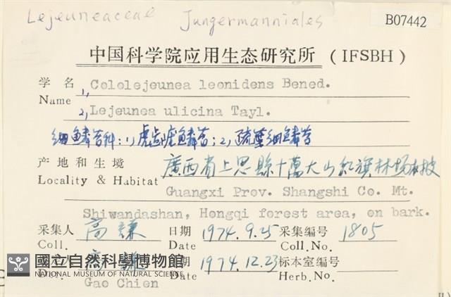 虎齒疣鱗苔藏品圖，第2張