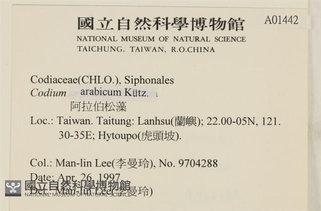 阿拉伯松藻藏品圖，第2張