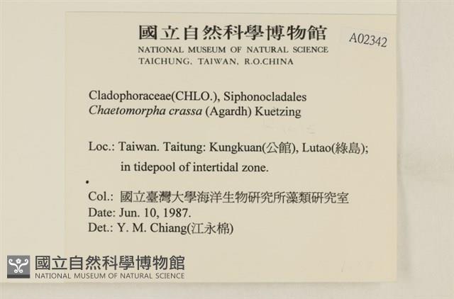 粗硬毛藻, 綠苔藏品圖，第2張