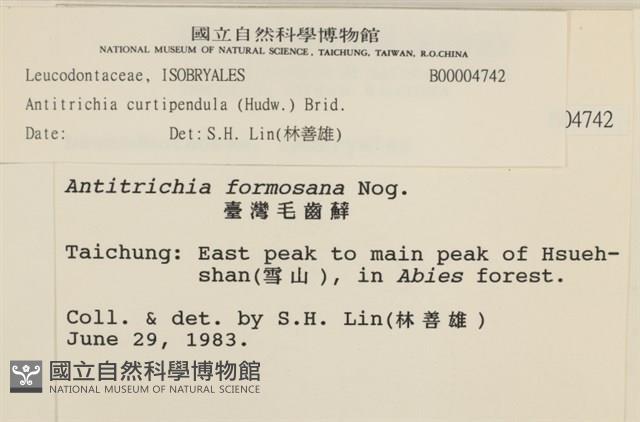 臺灣逆毛蘚藏品圖，第2張