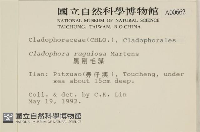 黑剛毛藻藏品圖，第2張