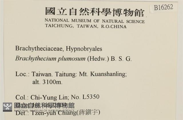 羽枝青蘚藏品圖，第2張