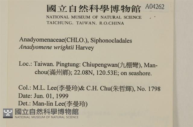 浮網藻, 肋葉藻藏品圖，第2張