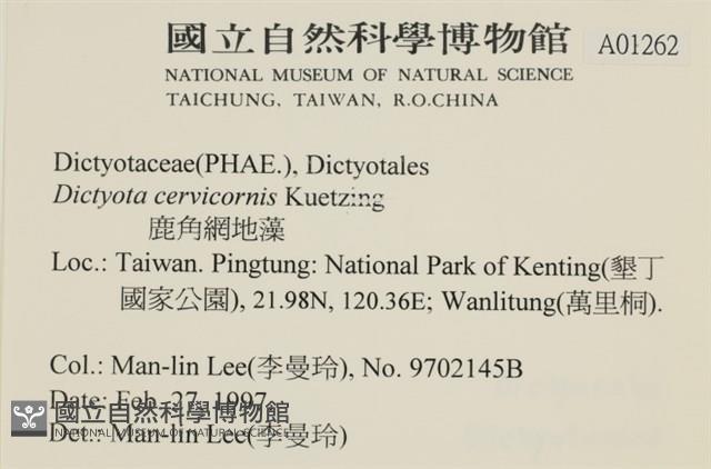鹿角網地藻藏品圖，第2張