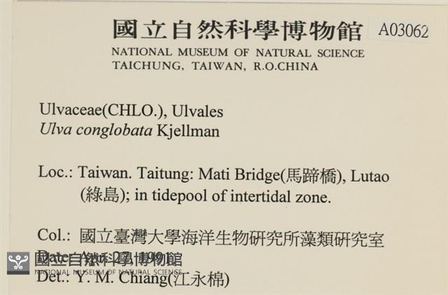 茶花石蓴, 牡丹菜藏品圖，第2張