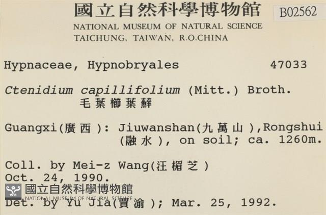 細葉櫛葉蘚, 毛葉梳蘚藏品圖，第2張