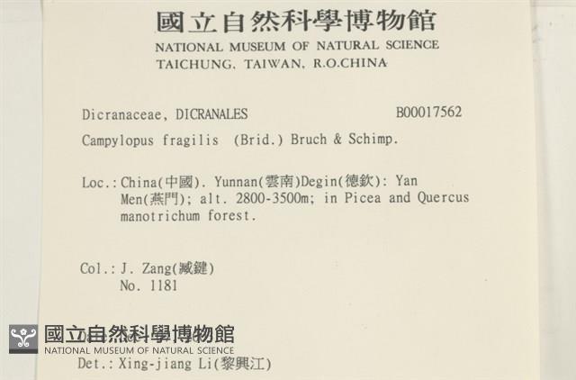 脆枝曲柄蘚藏品圖，第2張