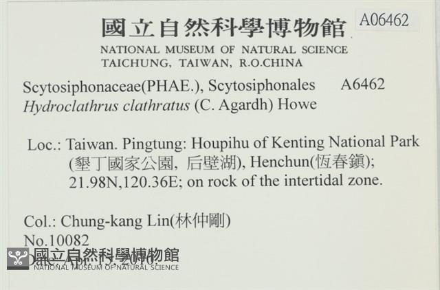 網胰藻藏品圖，第2張