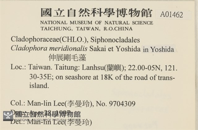伸展剛毛藻藏品圖，第2張