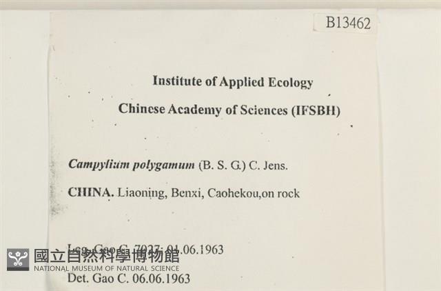 長肋細濕蘚藏品圖，第2張