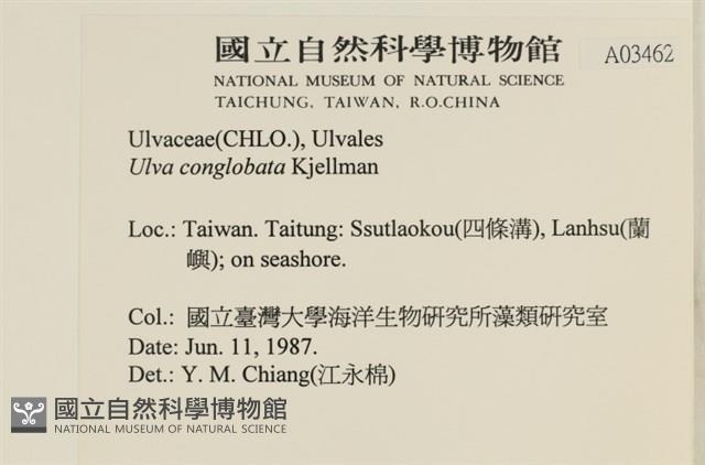 茶花石蓴, 牡丹菜藏品圖，第2張