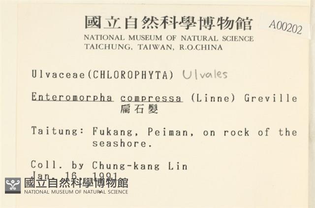 扁石髮藏品圖，第2張