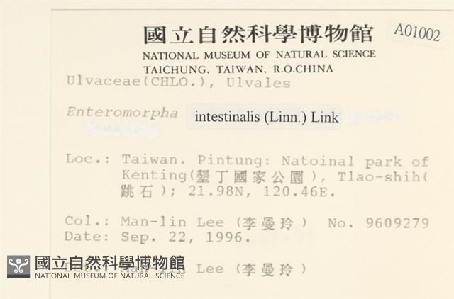 腸滸苔, 河石髮藏品圖，第1張