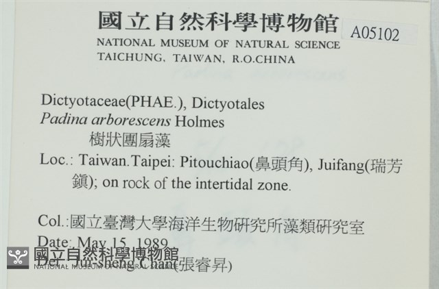 樹狀團扇藻藏品圖，第2張