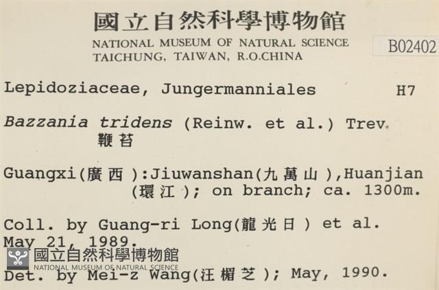 鞭苔,三裂鞭苔藏品圖，第2張