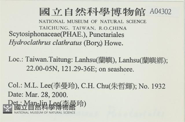 網胰藻藏品圖，第2張